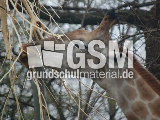 Giraffe_1.jpg